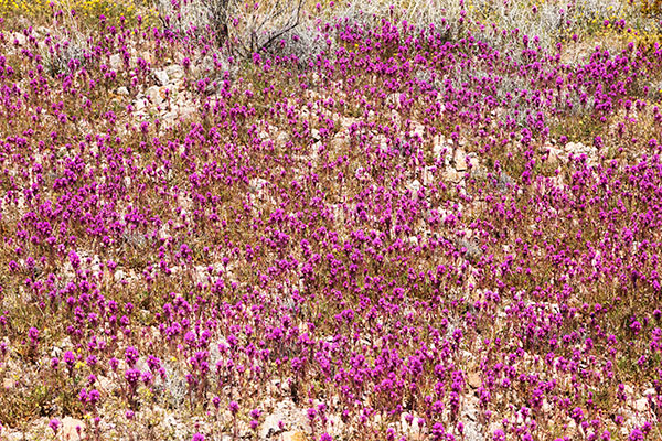 Owl Clover, Owl's Clover, Castilleja exserta ssp. exserta (Orthocarpus purpurascens ) 