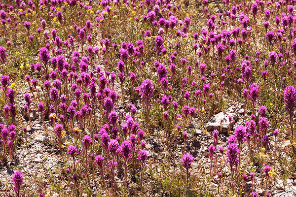 Owl Clover, Owl's Clover, Castilleja exserta ssp. exserta (Orthocarpus purpurascens ) 