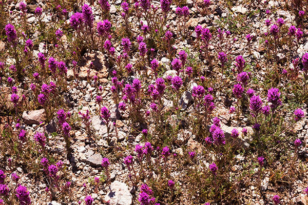 Owl Clover, Owl's Clover, Castilleja exserta ssp. exserta (Orthocarpus purpurascens ) 