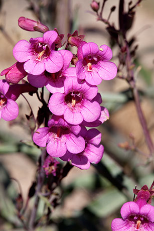 Parry Penstemon Penstemon parryi 