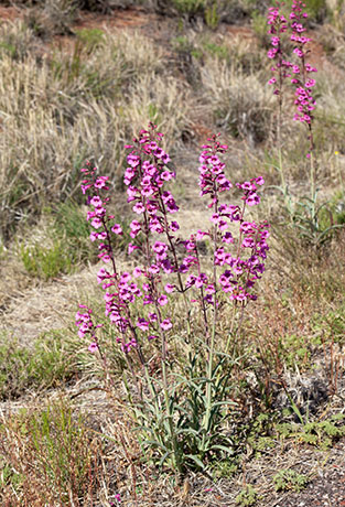 Parry Penstemon Penstemon parryi 