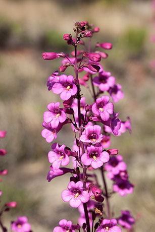 Parry Penstemon Penstemon parryi 