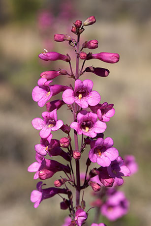 Parry Penstemon Penstemon parryi 