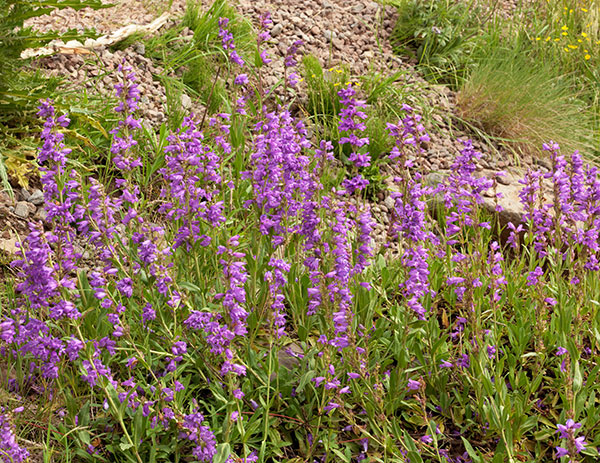 Porch Penstemon Penstemon strictus Rocky Mountain Beardtongue  
