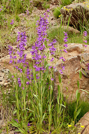 Porch Penstemon Penstemon strictus Rocky Mountain Beardtongue  