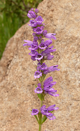 Porch Penstemon Penstemon strictus Rocky Mountain Beardtongue  