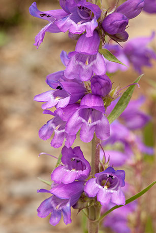 Porch Penstemon Penstemon strictus Rocky Mountain Beardtongue  