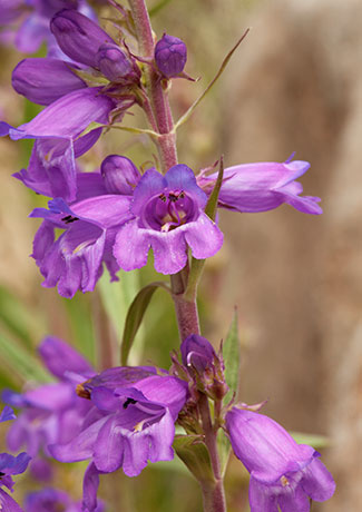 Porch Penstemon Penstemon strictus Rocky Mountain Beardtongue  