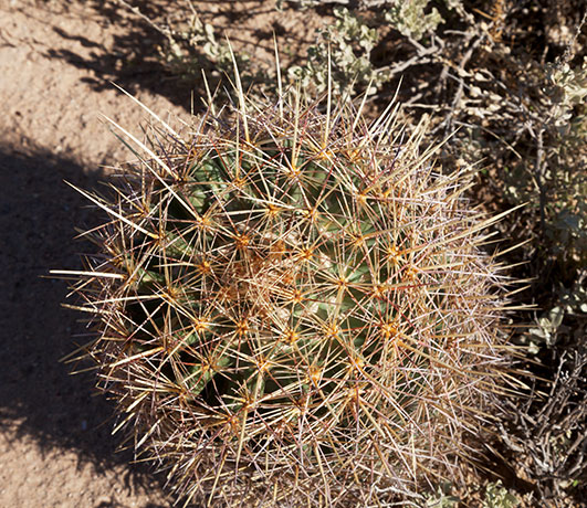 Needle-spine Pineapple Cactus, Needle-spine Cactus, Echinomastus erectocentrus