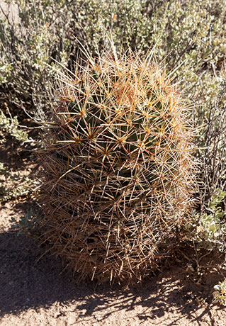 Needle-spine Pineapple Cactus, Needle-spine Cactus, Echinomastus erectocentrus