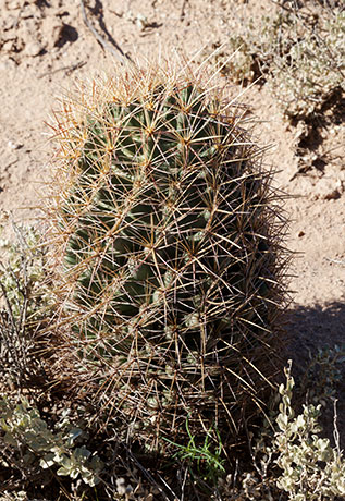 Needle-spine Pineapple Cactus, Needle-spine Cactus, Echinomastus erectocentrus 