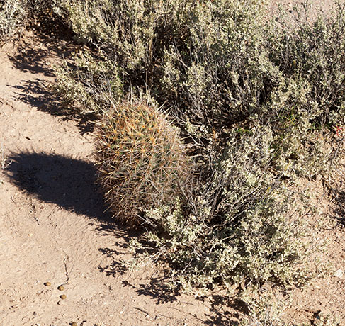 Needle-spine Pineapple Cactus, Needle-spine Cactus, Echinomastus erectocentrus