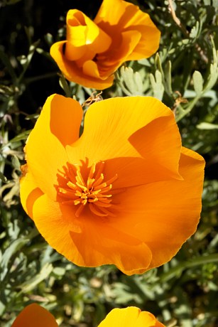Mexican Gold Poppy Eschscholzia californica subsp. mexicana 