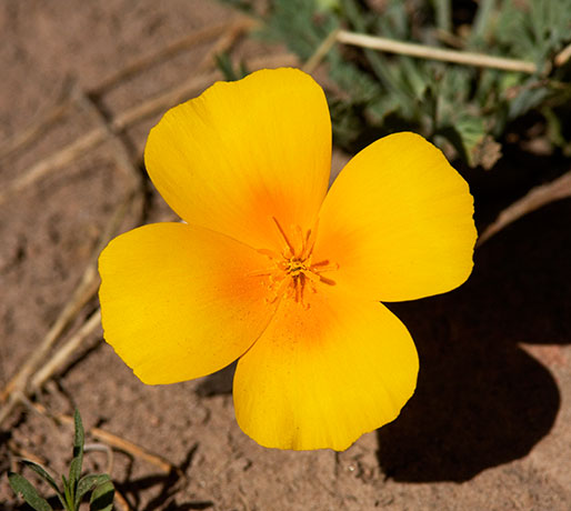 Mexican Poppy Mexican Goldpoppy Eschscholzia californica mexicana