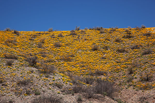 Mexican Poppy Mexican Goldpoppy Eschscholzia californica mexicana