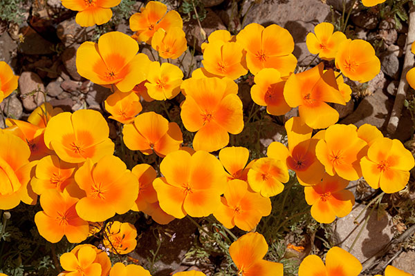 Mexican Poppy Mexican Goldpoppy Eschscholzia californica mexicana