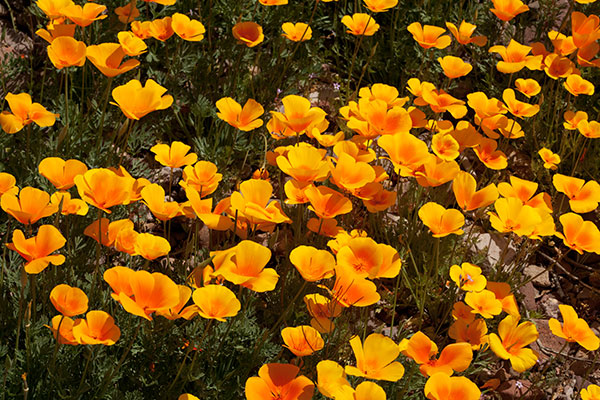 Mexican Poppy Mexican Goldpoppy Eschscholzia californica mexicana