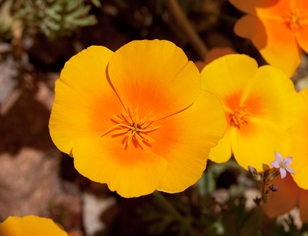 Mexican Poppy Mexican Goldpoppy Eschscholzia californica mexicana