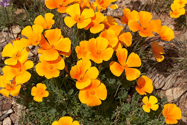 Mexican Poppy Mexican Goldpoppy Eschscholzia californica mexicana