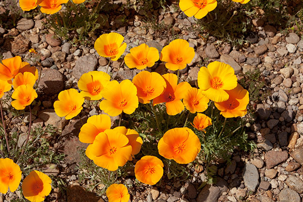Mexican Poppy Mexican Goldpoppy Eschscholzia californica mexicana