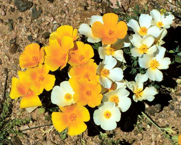 Mexican Gold Poppy Eschscholzia californica subsp. mexicana 