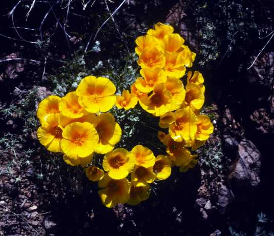 Mexican Gold Poppy Eschscholzia californica subsp. mexicana 