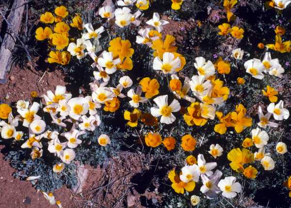 Mexican Gold Poppy Eschscholzia californica subsp. mexicana 