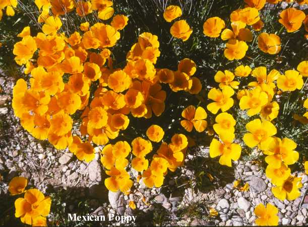 Mexican Gold Poppy Eschscholzia californica subsp. mexicana 