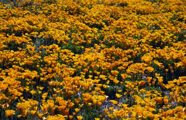 Mexican Gold Poppy Eschscholzia californica subsp. mexicana 
