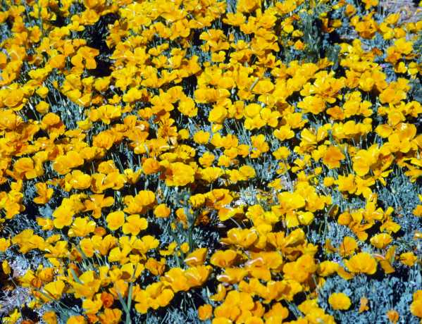 Mexican Gold Poppy Eschscholzia californica subsp. mexicana 