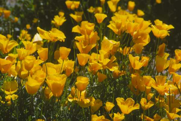 Mexican Gold Poppy Eschscholzia californica subsp. mexicana 