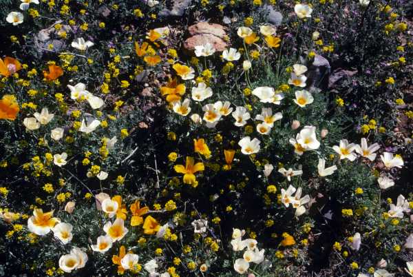 Mexican Gold Poppy Eschscholzia californica subsp. mexicana 