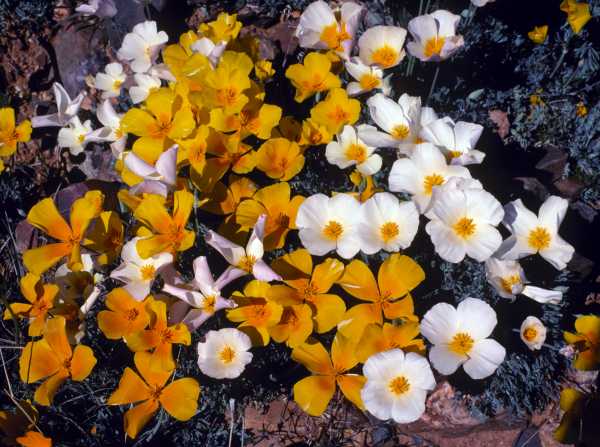Mexican Gold Poppy Eschscholzia californica subsp. mexicana 