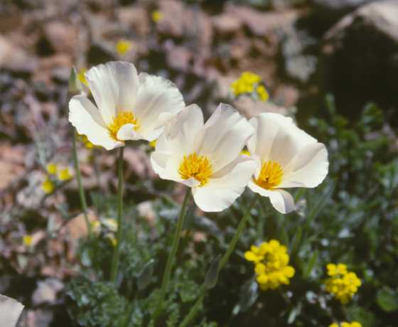 Mexican Gold Poppy Eschscholzia californica subsp. mexicana 