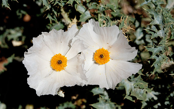 Prickly Poppy Argemone pleiacantha 
