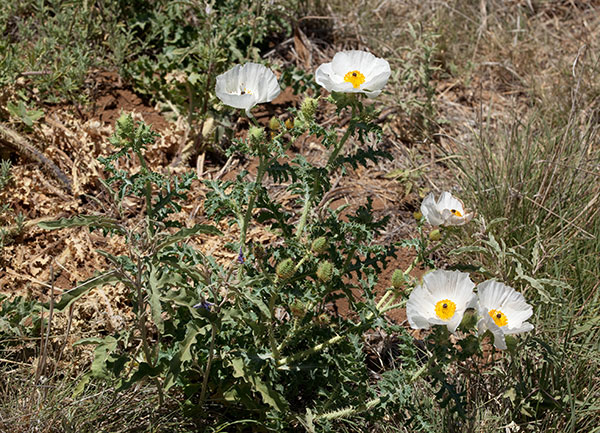 Prickly Poppy Argemone pleiacantha 