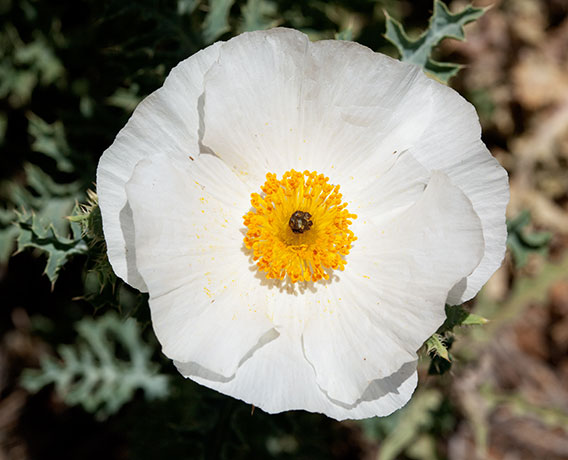 Prickly Poppy Argemone pleiacantha 