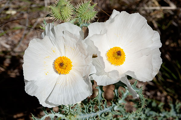 Prickly Poppy Argemone pleiacantha 