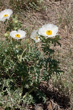 Prickly Poppy Argemone pleiacantha 