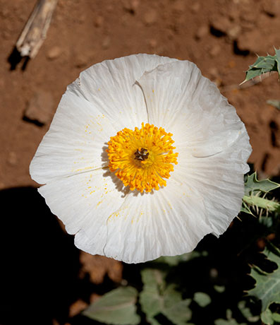 Prickly Poppy Argemone pleiacantha 