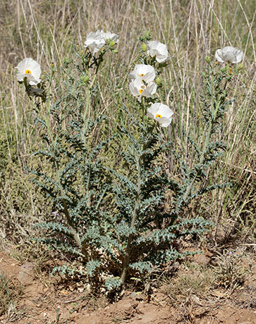 Prickly Poppy Argemone pleiacantha 