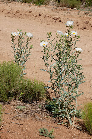 Prickly Poppy Argemone pleiacantha 