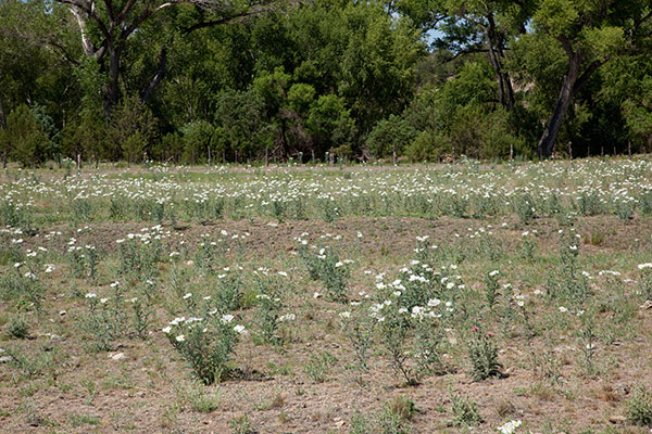 Prickly Poppy Argemone pleiacantha 