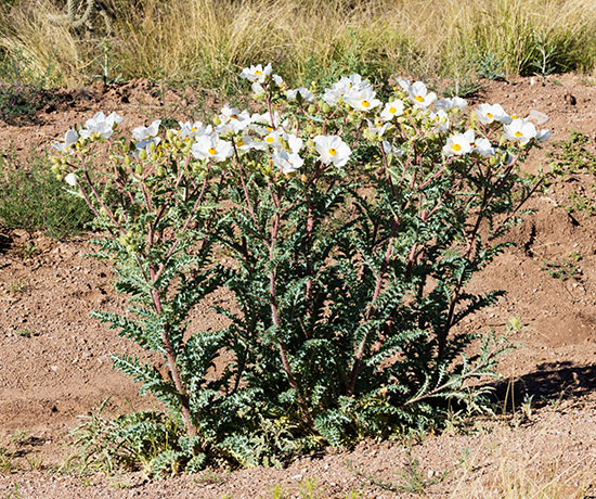Prickly Poppy Argemone pleiacantha 