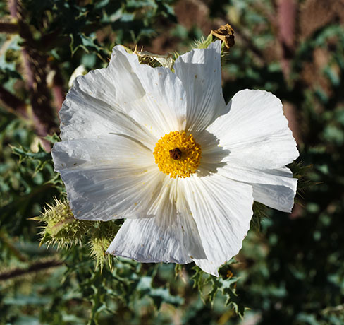 Prickly Poppy Argemone pleiacantha 