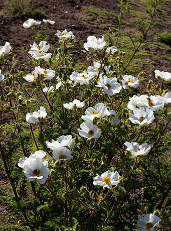 Prickly Poppy Argemone pleiacantha 