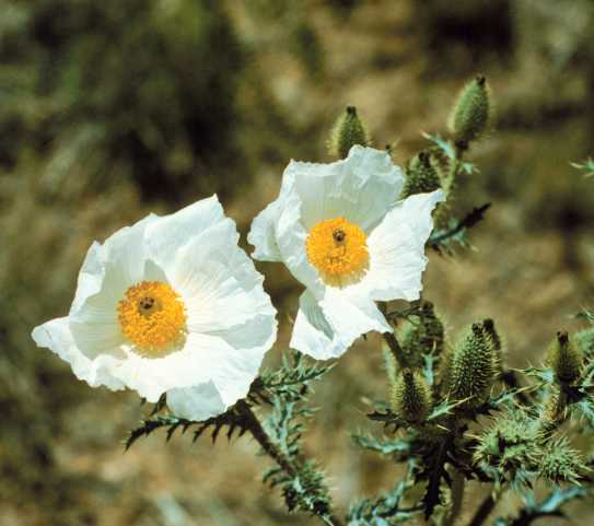 Prickly Poppy Argemone pleiacantha 