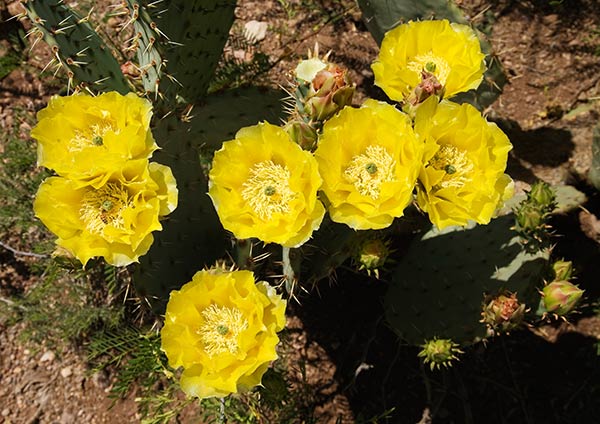 Engelmann Prickly Pear Cactus Opuntia phaecantha var. discata