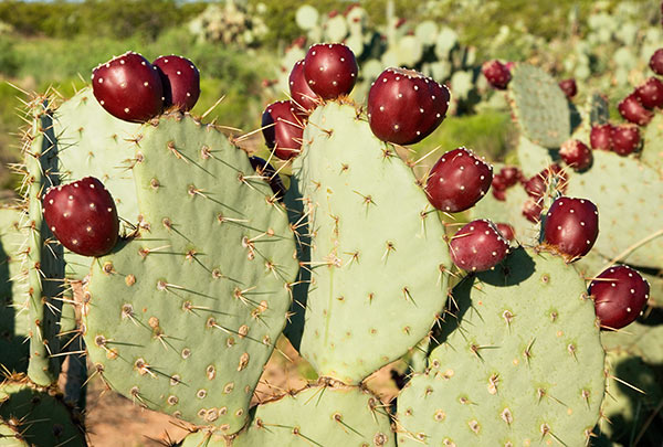 Engelmann Prickly Pear Cactus ripe fruits Opuntia phaecantha var. discata
