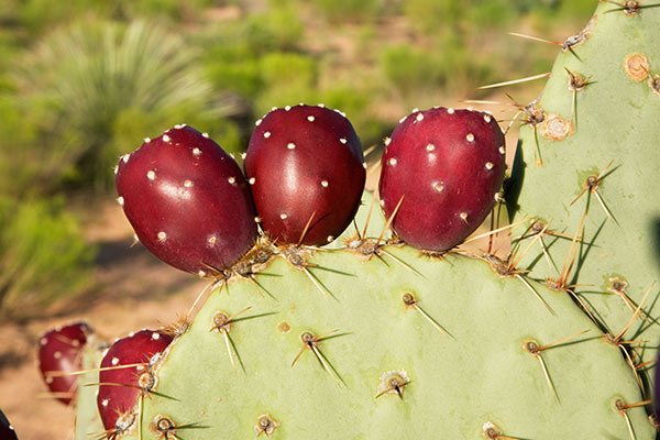 Engelmann Prickly Pear Cactus ripe fruits close-up Opuntia phaecantha var. discata